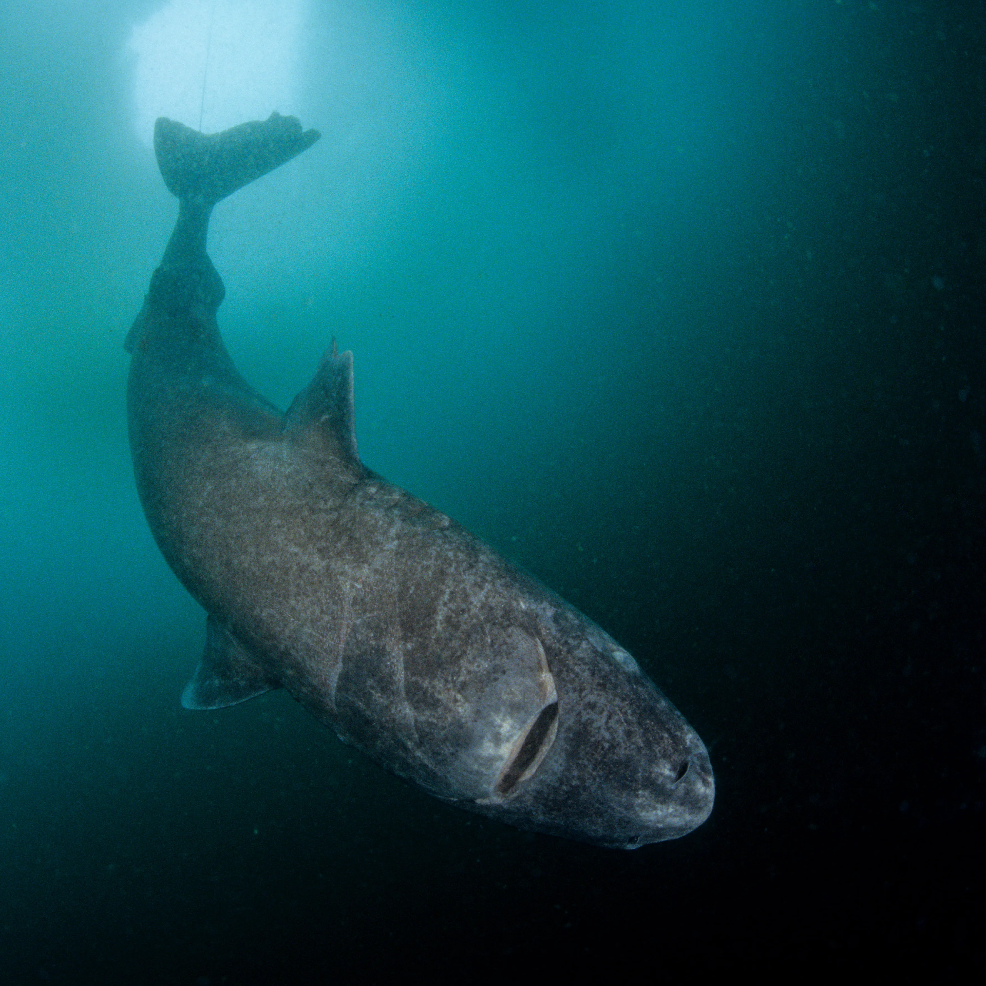 Greenland Shark deep sea atmosphere